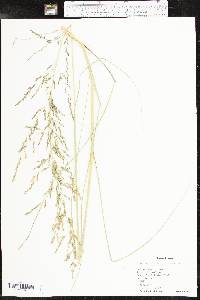 Eragrostis curvula image