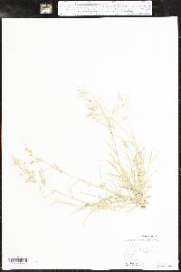 Eragrostis barrelieri image