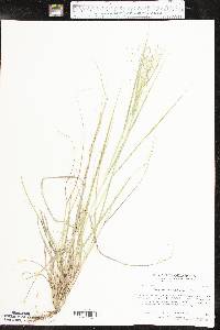 Eragrostis intermedia image