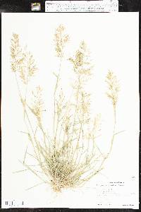 Eragrostis barrelieri image