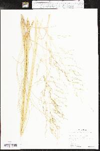 Eragrostis curvula image