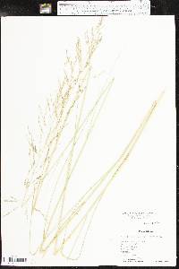 Eragrostis curvula image