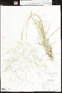 Eragrostis intermedia image