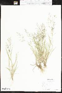 Eragrostis barrelieri image