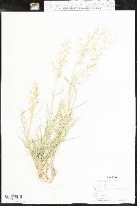 Eragrostis barrelieri image