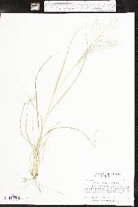 Eragrostis intermedia image