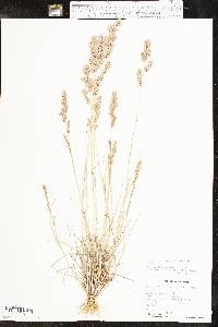 Eragrostis secundiflora image