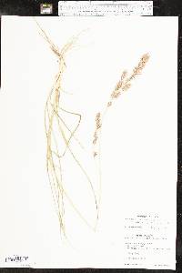 Eragrostis secundiflora image