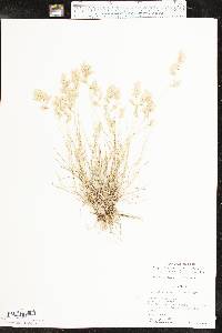 Eragrostis secundiflora image