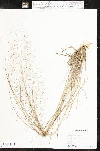 Eragrostis trichodes image