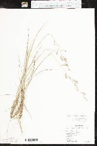 Eragrostis secundiflora image