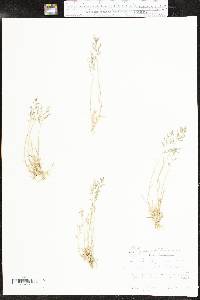 Eragrostis barrelieri image