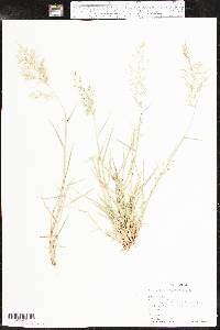 Eragrostis barrelieri image