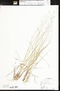 Eragrostis trichodes image