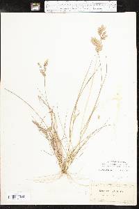 Eragrostis secundiflora image