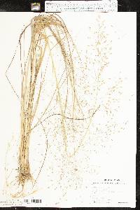 Eragrostis trichodes image