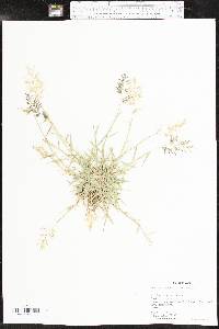 Eragrostis barrelieri image