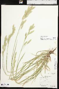 Bromus catharticus image