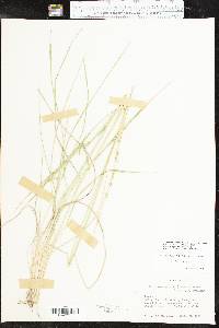 Eriochloa sericea image