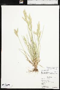 Bromus catharticus var. catharticus image