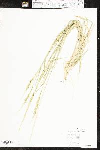 Eriochloa contracta image