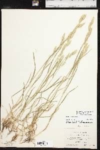 Bromus catharticus var. catharticus image