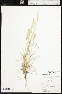 Bromus catharticus var. catharticus image