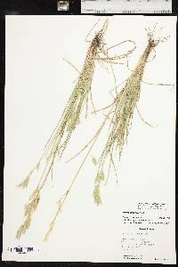 Bromus catharticus var. catharticus image