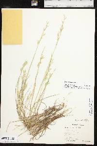 Bromus catharticus image