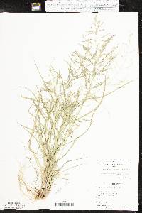 Eragrostis pectinacea var. pectinacea image