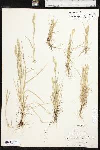 Bromus catharticus var. catharticus image