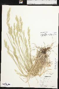 Bromus catharticus var. catharticus image