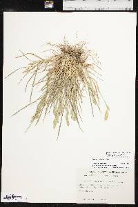 Bromus catharticus var. catharticus image