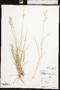 Bromus catharticus var. catharticus image