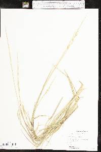 Eriochloa contracta image