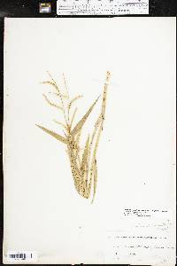 Urochloa platyphylla image