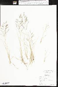 Eragrostis pectinacea var. pectinacea image