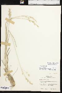 Bromus catharticus image