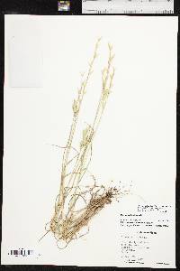 Bromus catharticus image