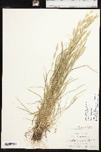 Bromus catharticus image