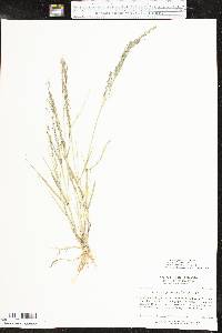 Eragrostis pilosa image