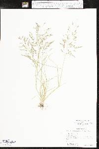 Eragrostis pectinacea var. pectinacea image