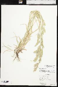 Bromus catharticus var. catharticus image