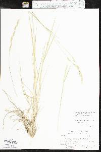 Eriochloa sericea image