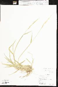 Eriochloa contracta image