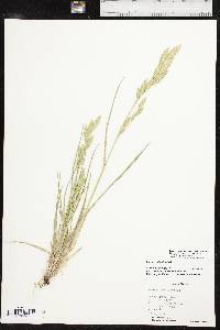 Bromus catharticus var. catharticus image