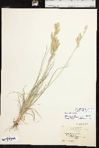 Bromus catharticus var. catharticus image