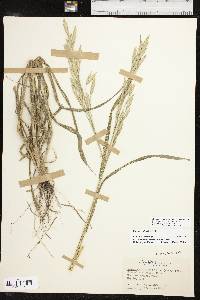 Bromus catharticus var. catharticus image