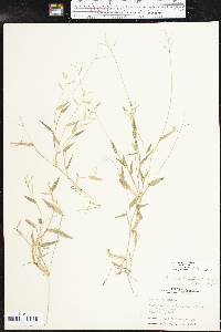 Urochloa reptans image