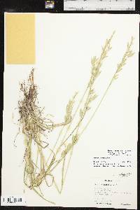 Bromus catharticus image